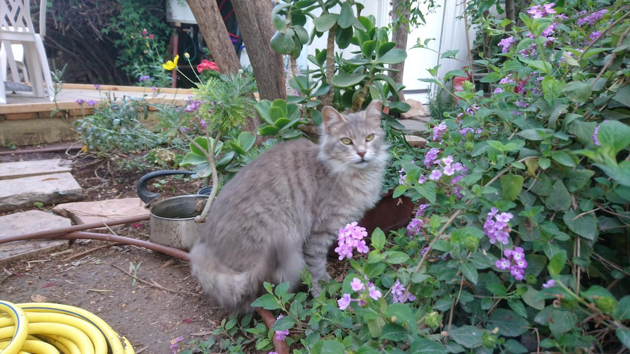 القدس Allenby2 B&B المظهر الخارجي الصورة